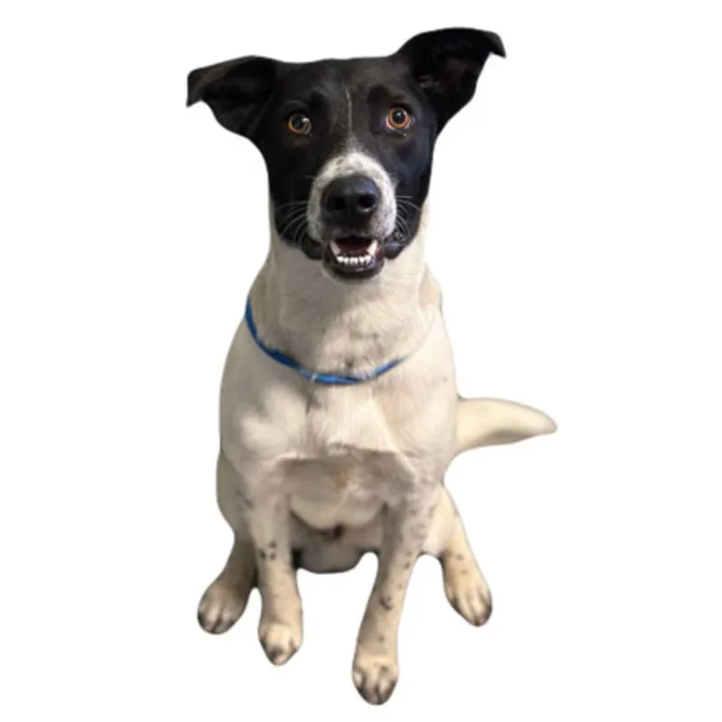 A young medium-sized male Border Collie dog named Sam for adoption in Red Bluff, CA