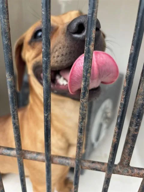 A young medium-sized male Carolina Dog dog named Stewie for adoption in Huntsville, AL