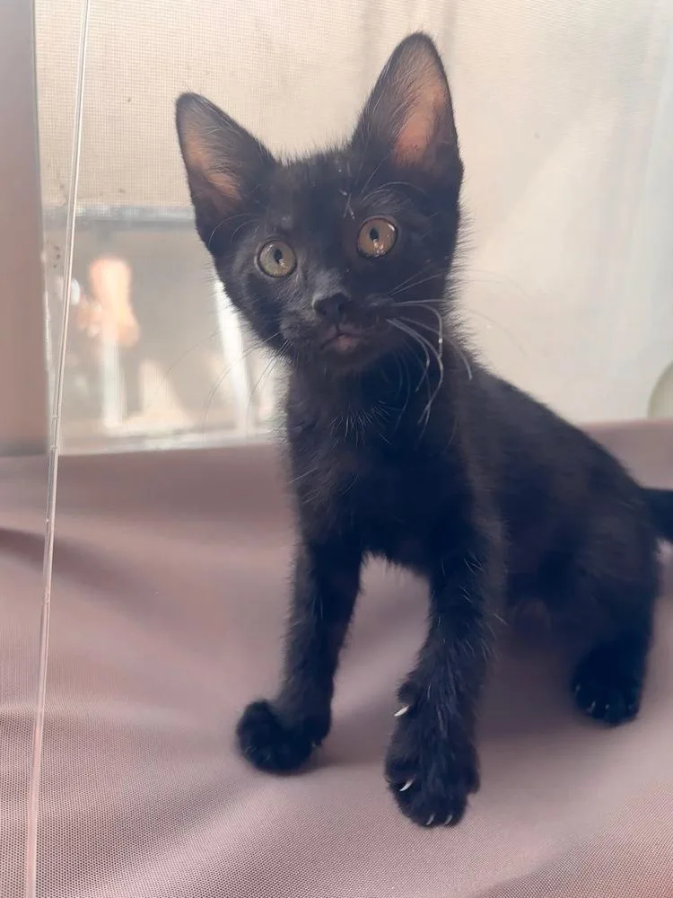 A baby small-sized male Black Domestic Short Hair cat named Renegade for adoption in McPherson, KS