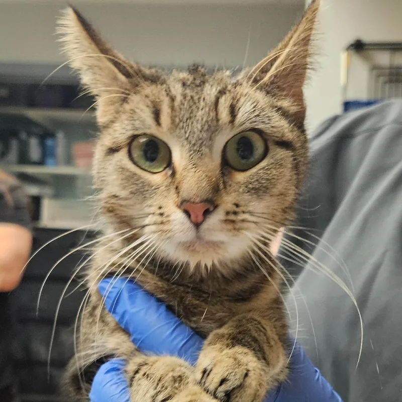 A young small-sized female Brown / Chocolate Domestic Short Hair cat named Cherry Working Cat for adoption in Birdsboro, PA