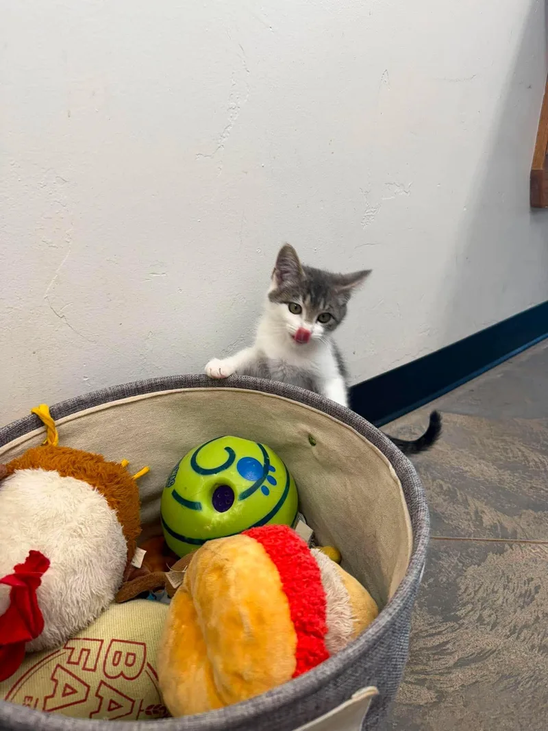 A young medium-sized female Tabby (Gray / Blue / Silver) Domestic Short Hair cat named Storm for adoption in Roosevelt, UT