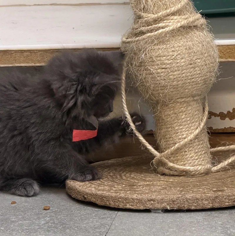 A baby medium-sized female Gray / Blue / Silver Domestic Long Hair cat named Thunder for adoption in Kent, WA
