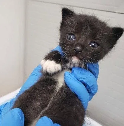 A baby small-sized female Black Domestic Short Hair cat named Maddie for adoption in Oakland, CA