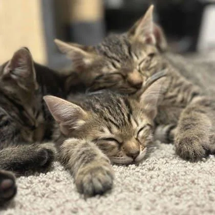 A baby small-sized female Brown / Chocolate Domestic Short Hair cat named Honey for adoption in Atlanta, GA