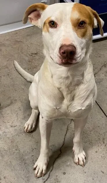 An adult large-sized male Terrier dog named Gravel for adoption in Lampasas, TX