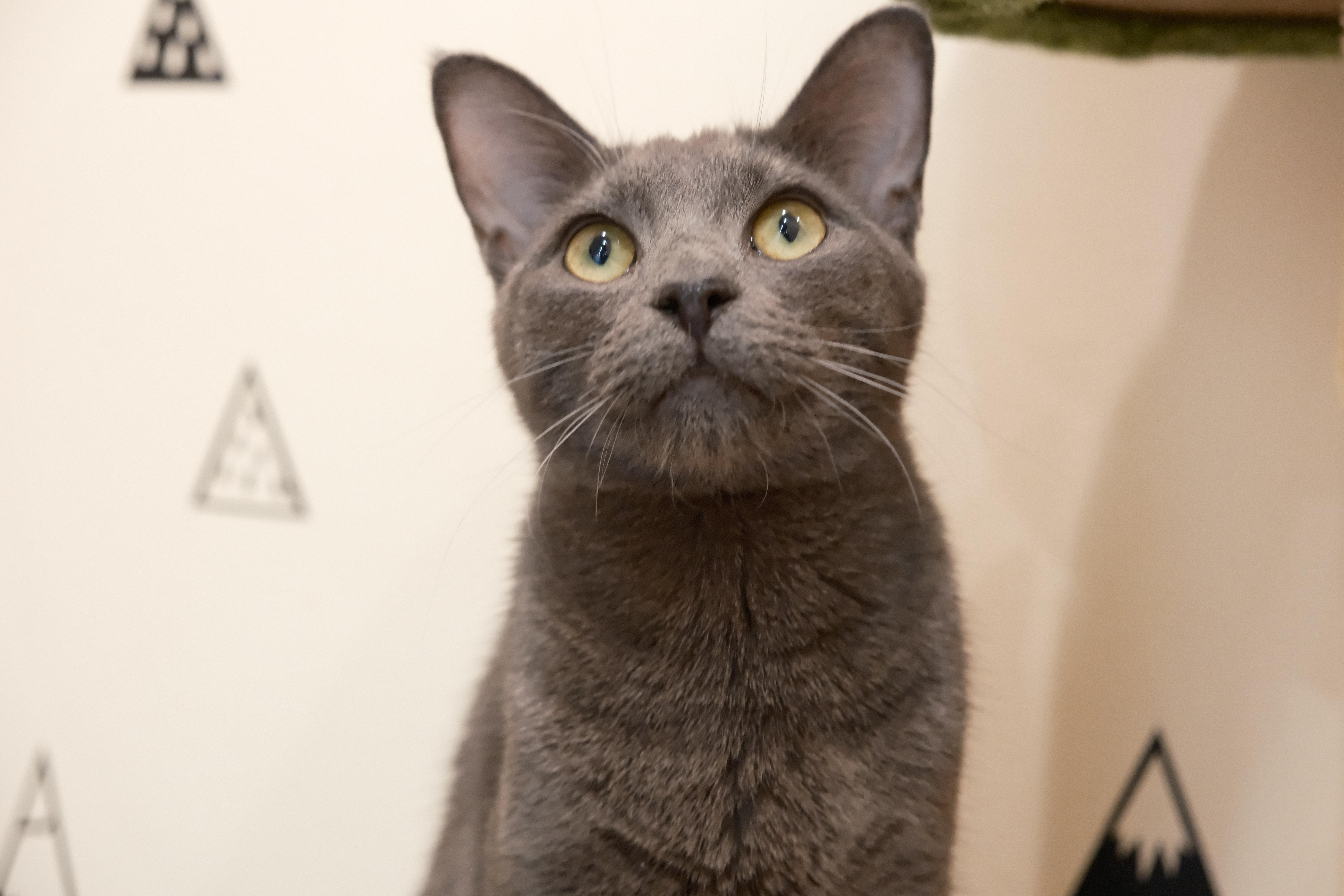 A young medium-sized male Domestic Short Hair cat named Zuchinni for adoption in South Ozone Park, NY