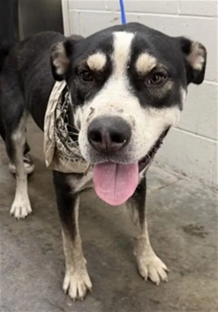 An adult large-sized male German Shepherd Dog dog named Milo for adoption in San Bernardino, CA
