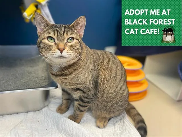 A young medium-sized male Domestic Short Hair cat named Curly for adoption in Fort Wayne, IN