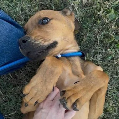 A baby large-sized male Brown / Chocolate Mixed Breed dog named Dino for adoption in Jeffersonville, IN