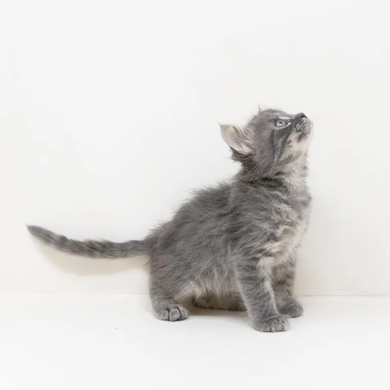 Leonardo thumbnail 4