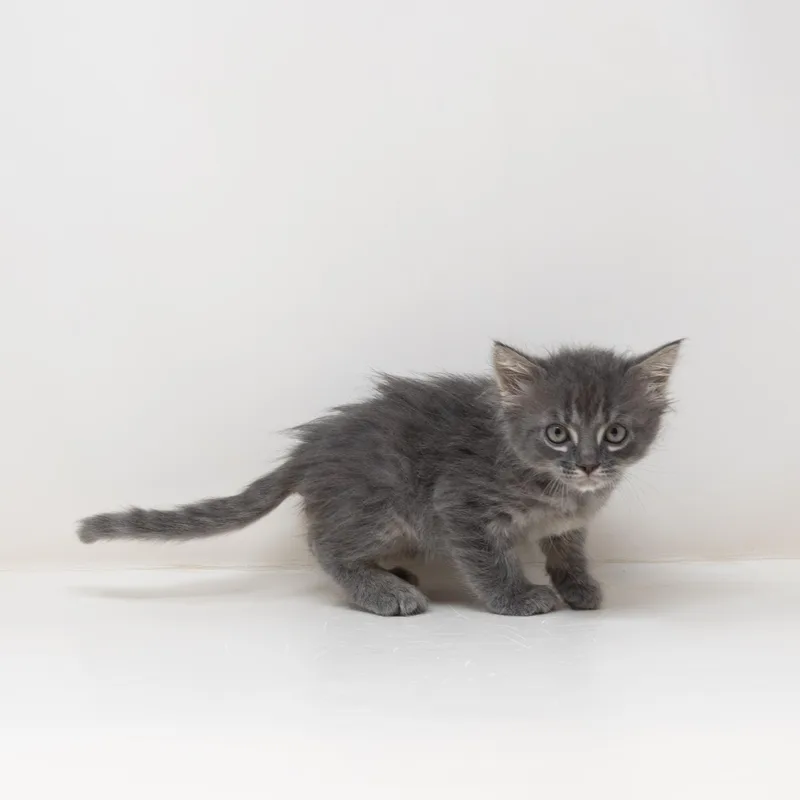 Leonardo thumbnail 5