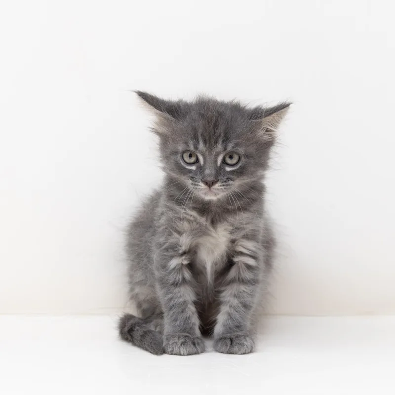 Leonardo thumbnail 6