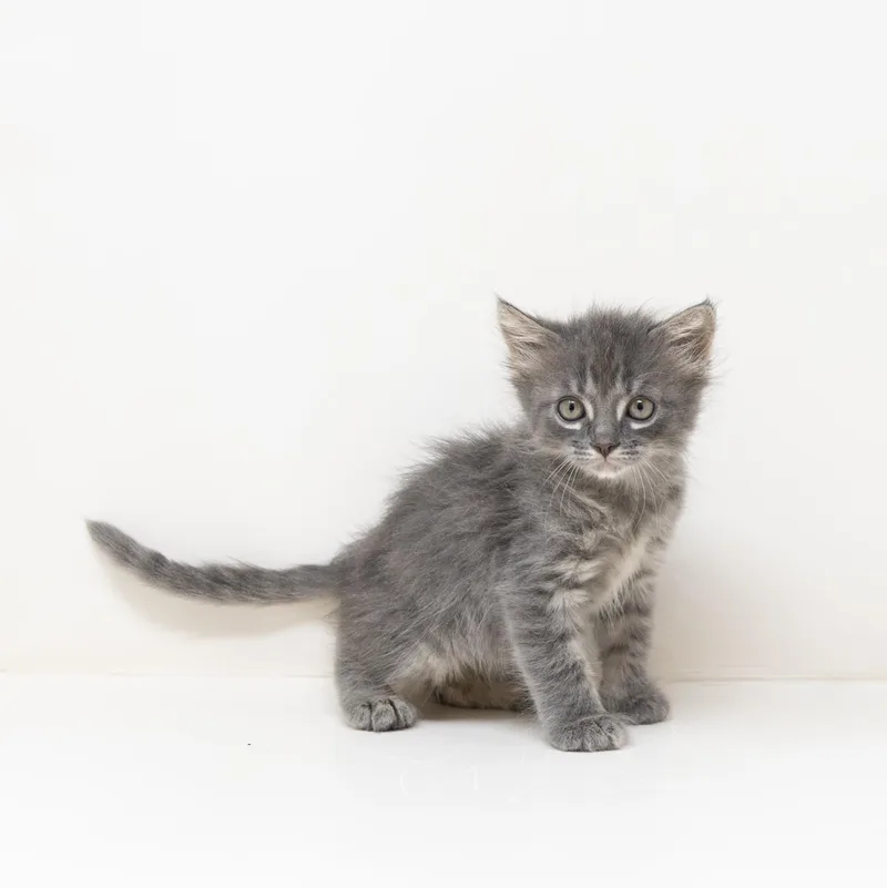 A baby medium-sized male Tabby (Gray / Blue / Silver) Tabby cat named Leonardo for adoption in Trophy Club, TX