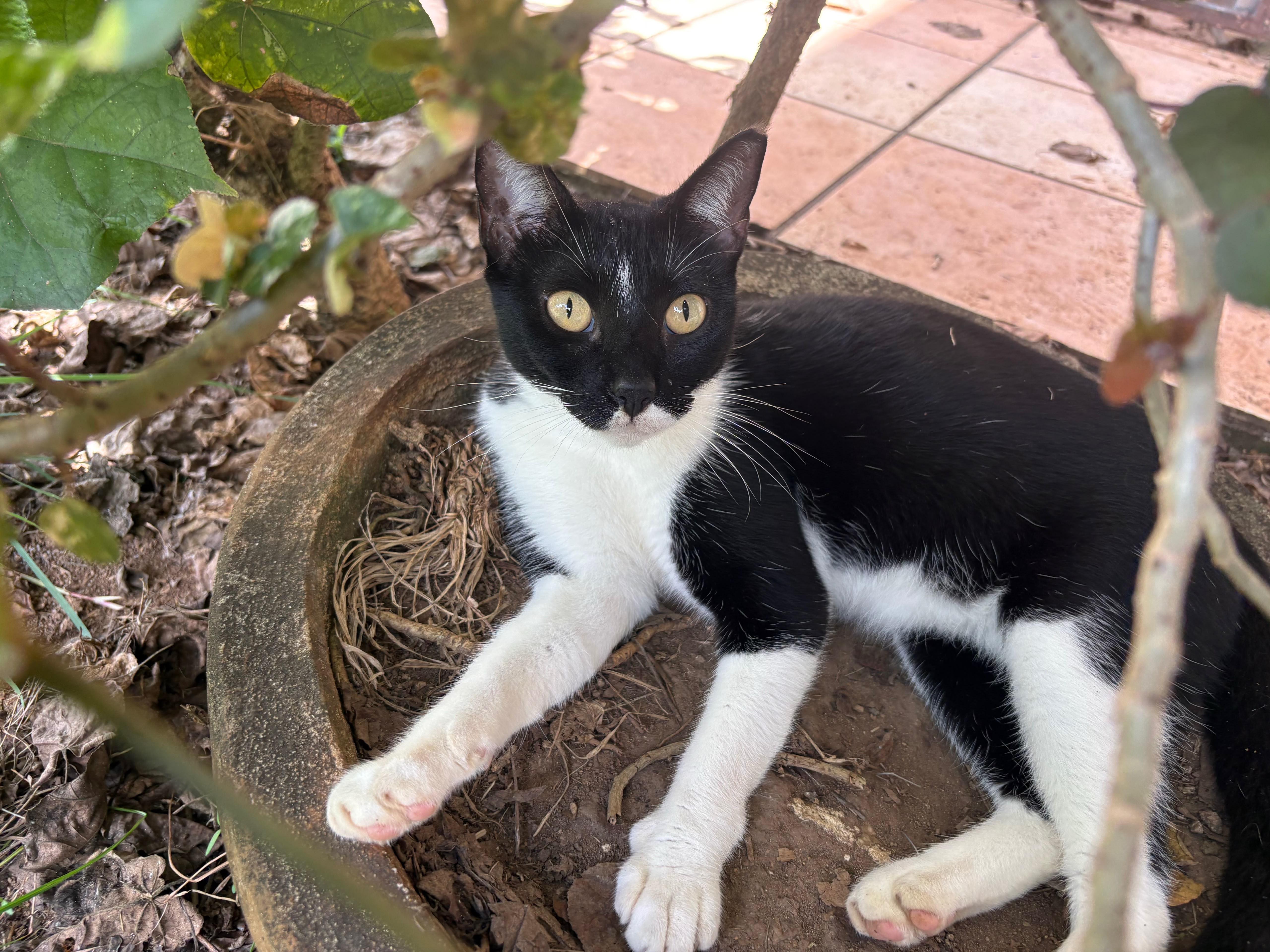 An adult small-sized female Domestic Short Hair cat named Luiga for adoption in Aibonito, PR