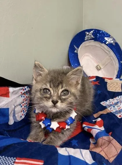 A baby medium-sized female Domestic Short Hair cat named Felicia for adoption in Picayune, MS