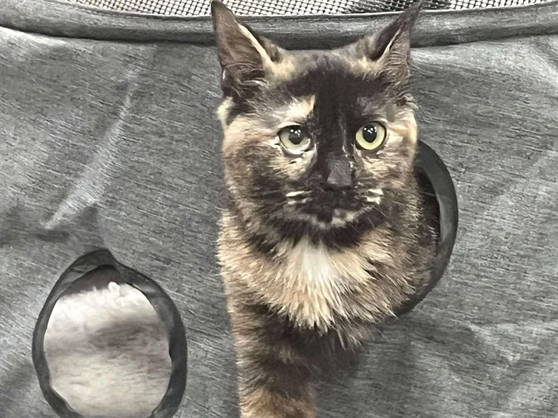 Snugglekins thumbnail 2