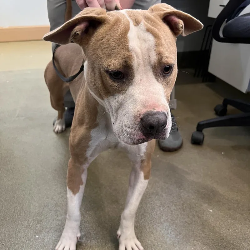 A young large-sized male American Staffordshire Terrier dog named Thor for adoption in Harrisonburg, VA
