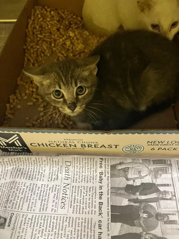 A young medium-sized male Tabby (Gray / Blue / Silver) Domestic Short Hair cat named Angry Swearing for adoption in Jackson, TN