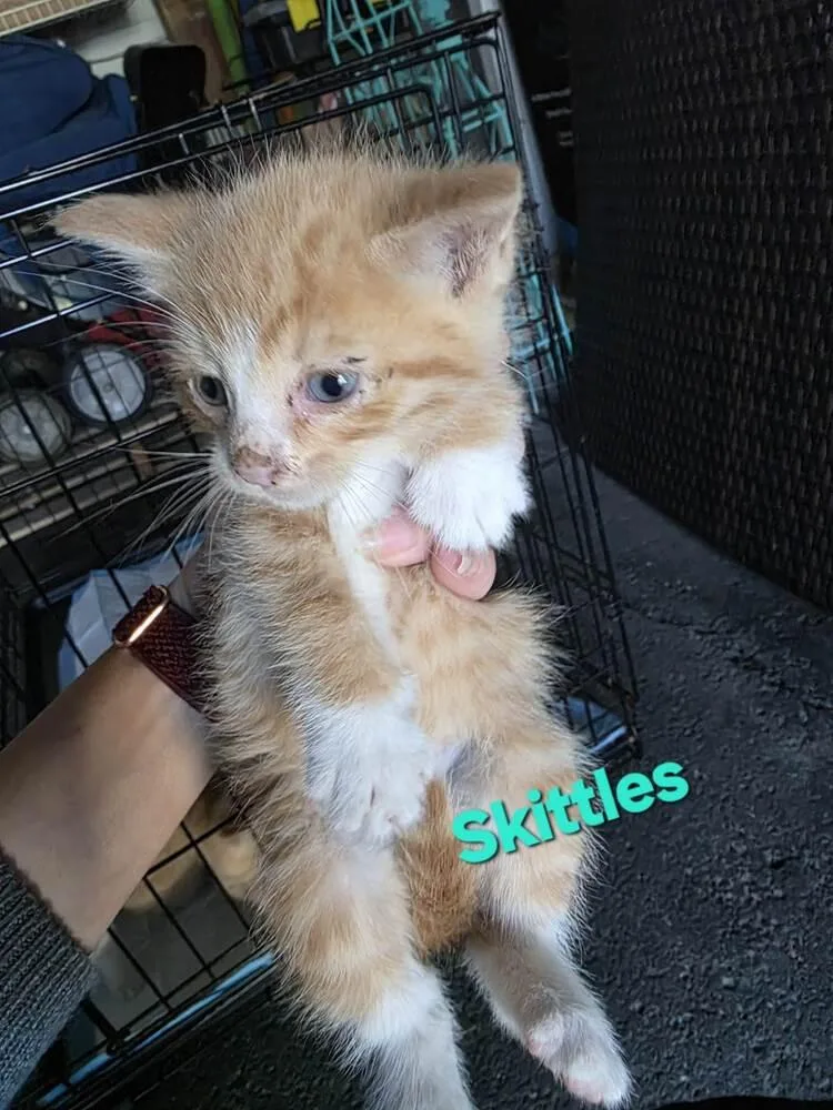 A baby small-sized male Orange & White Domestic Short Hair cat named Skittles for adoption in Elyria, OH