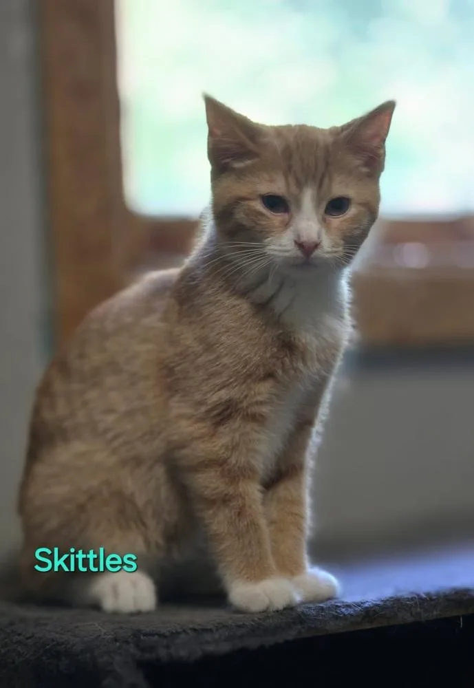 Skittles thumbnail 2