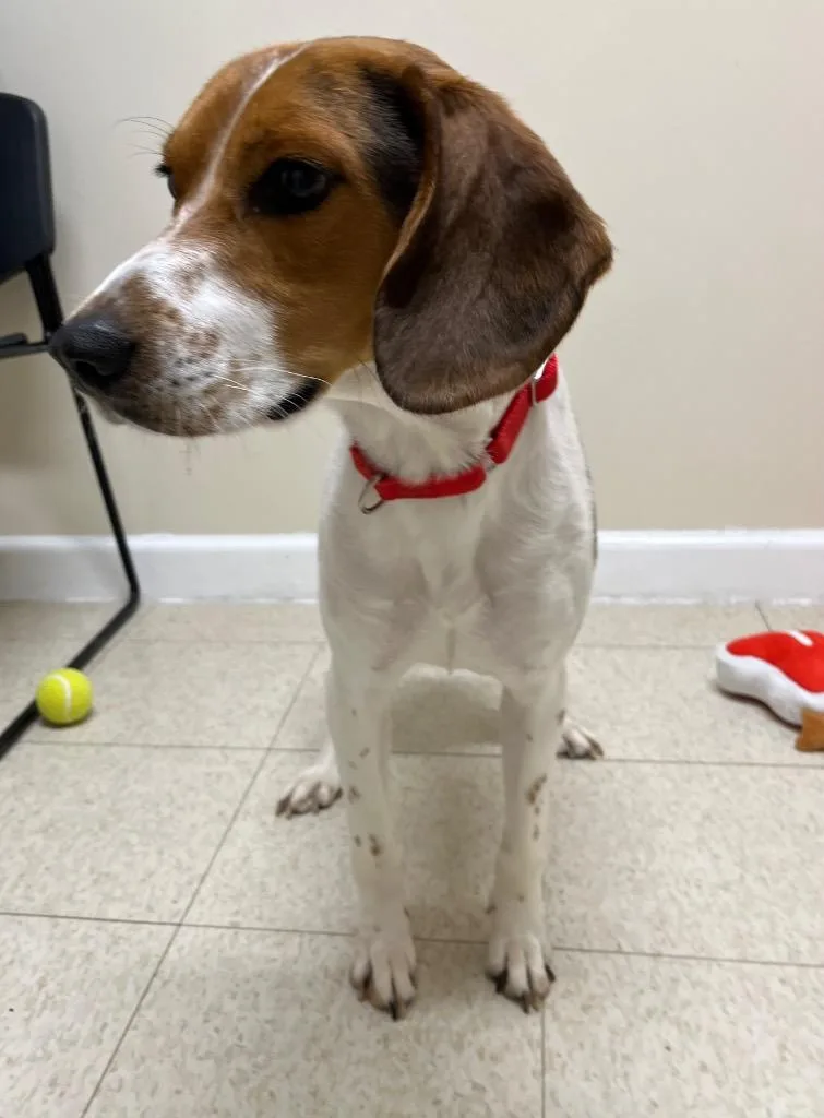 A young large-sized male Beagle dog named Thomas for adoption in Fall River, MA