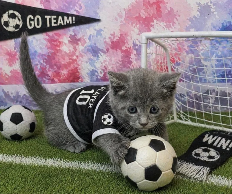 A baby small-sized male Domestic Short Hair cat named Sully for adoption in Washington Court House, OH