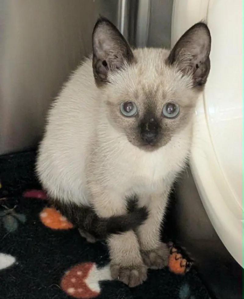 A baby medium-sized male Siamese cat named Travis for adoption in Seven Points, TX