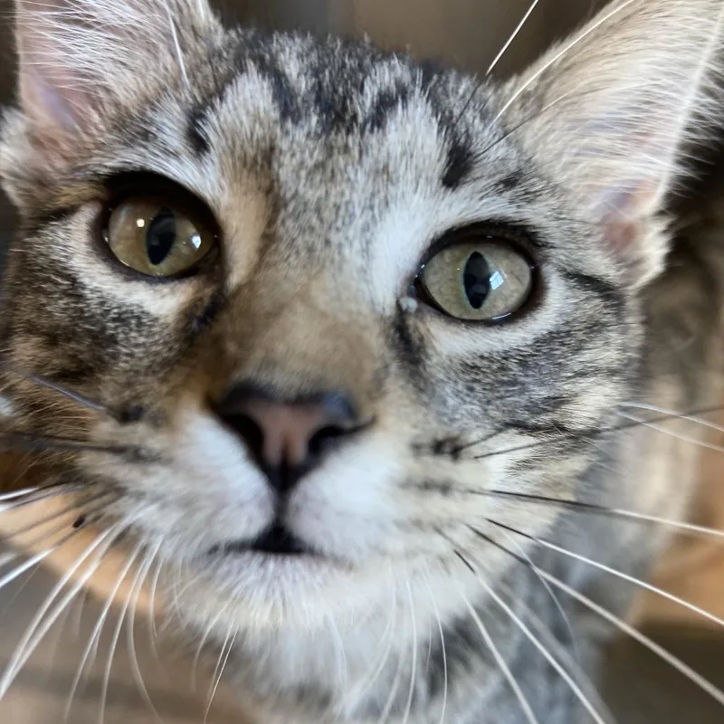 A baby small-sized male Domestic Short Hair cat named Aveda for adoption in Washington Township, OH