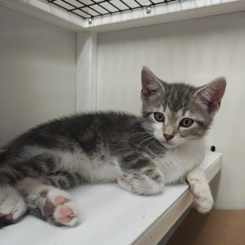 A baby small-sized female Tabby (Gray / Blue / Silver) Domestic Short Hair cat named Susie for adoption in Oconto, WI