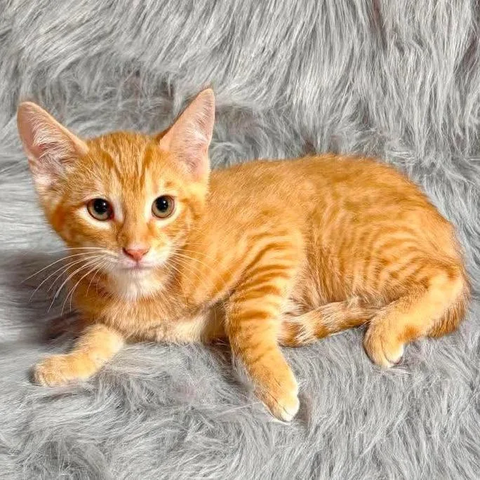 A baby medium-sized male Tabby (Orange / Red) Domestic Short Hair cat named Batman for adoption in Reading, PA