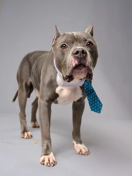 A senior large-sized male Pit Bull Terrier dog named Bunty for adoption in Atlanta, GA