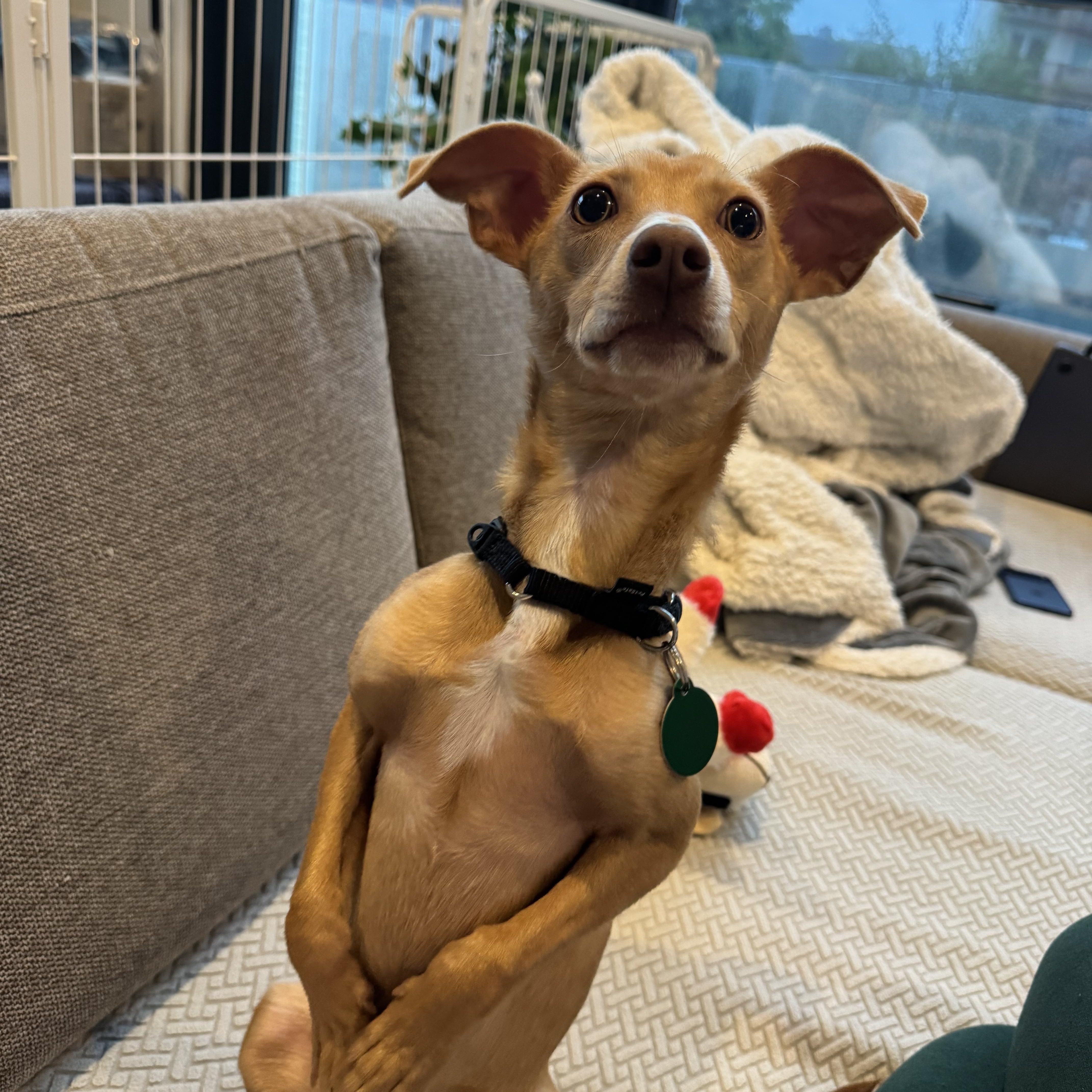 An adult small-sized male Chihuahua dog named Aldo for adoption in Brooklyn, NY