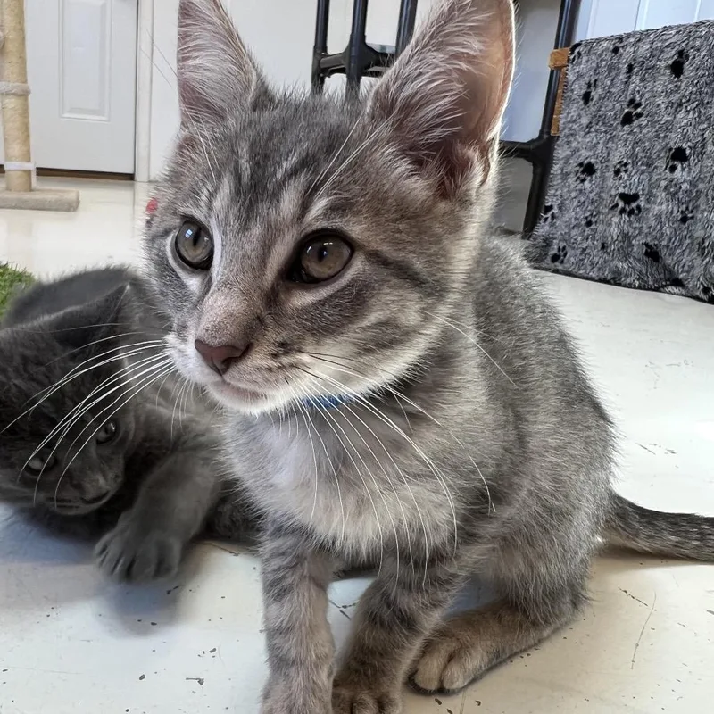 A baby small-sized male Gray / Blue / Silver Domestic Short Hair cat named Sokka for adoption in Delaware, OH