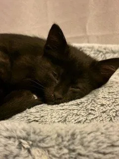 A baby medium-sized female Black Domestic Short Hair cat named Meadow for adoption in Wheaton, IL