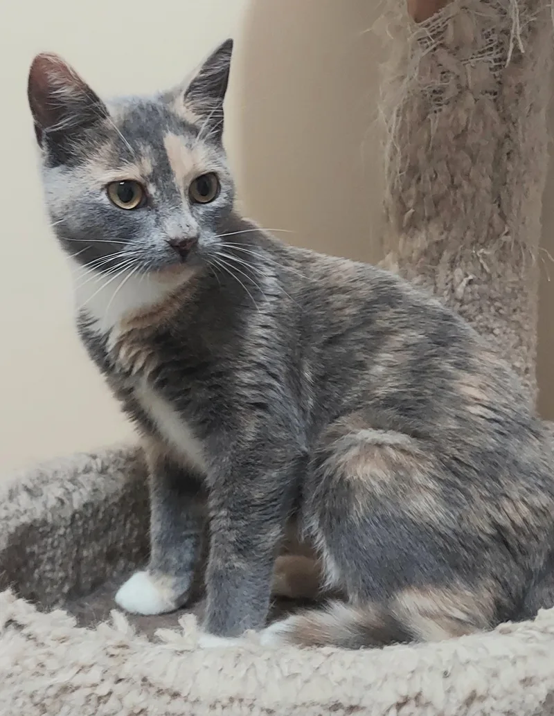 A baby small-sized female Dilute Calico cat named Meadow for adoption in CANONSBURG, PA