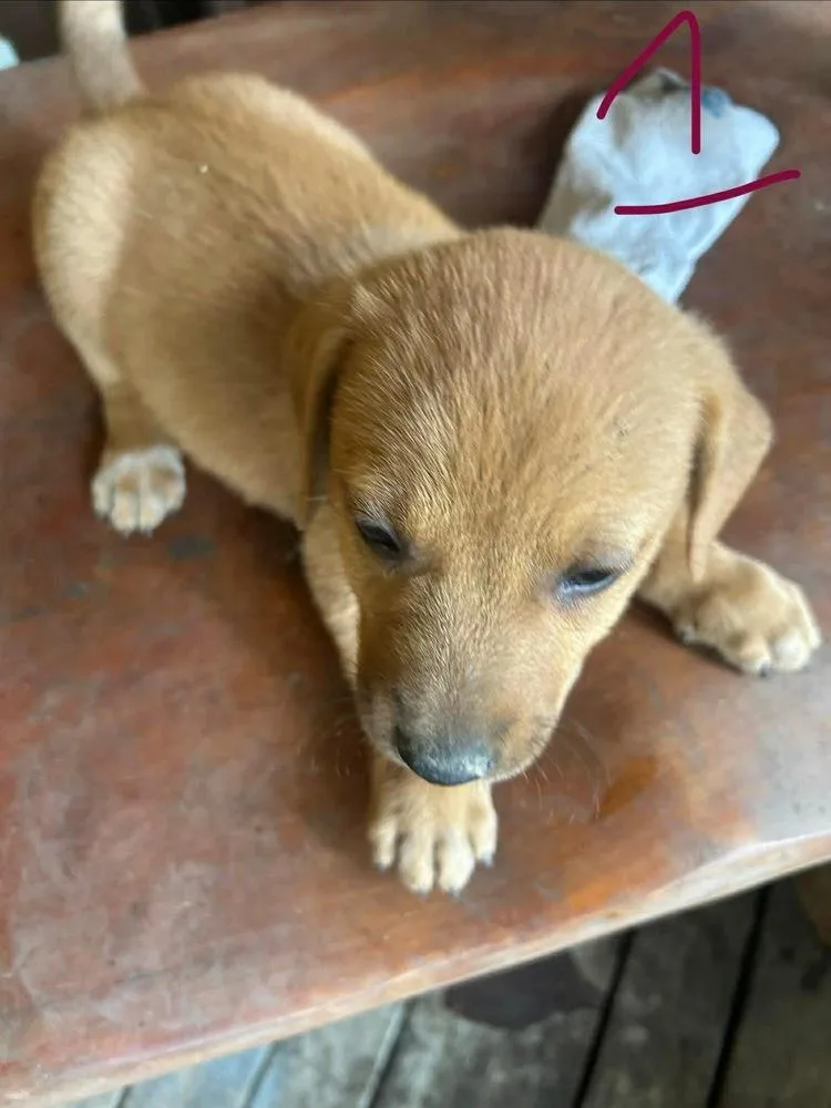 A baby small-sized male Red / Chestnut / Orange Corgi dog named Astro for adoption in Richardson, TX