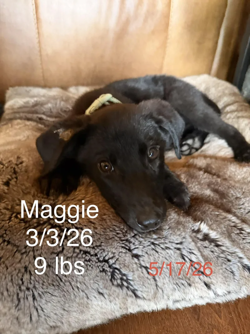 Maggie thumbnail 3