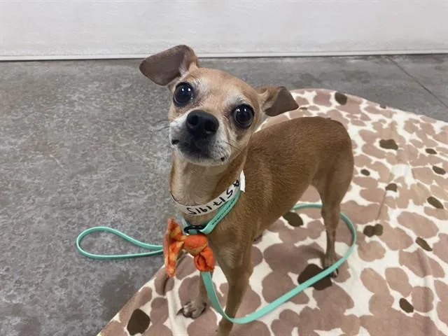 A young small-sized male Chihuahua dog named Dumpling for adoption in Phoenix, AZ