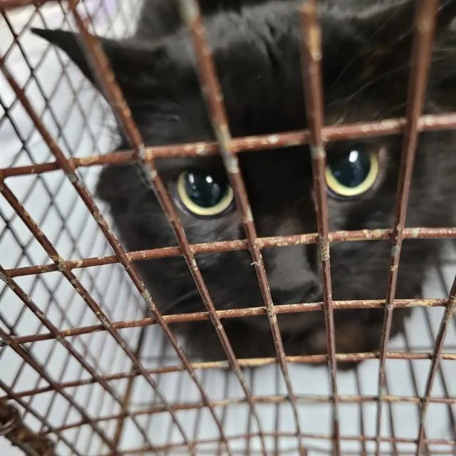 An adult small-sized male Domestic Short Hair cat named Tom for adoption in Saint Cloud, FL