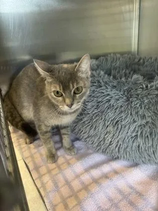 An adult small-sized female Domestic Short Hair cat named Mae for adoption in Farmers Branch, TX