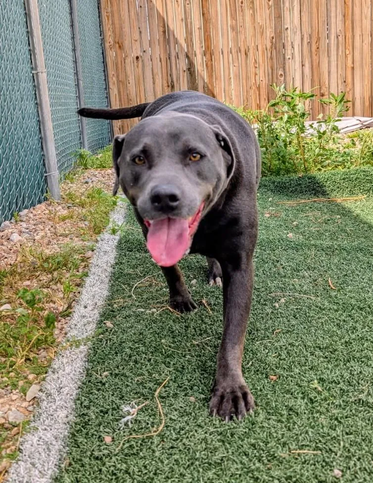 An adult large-sized male American Bulldog dog named Buddy for adoption in Benson, AZ