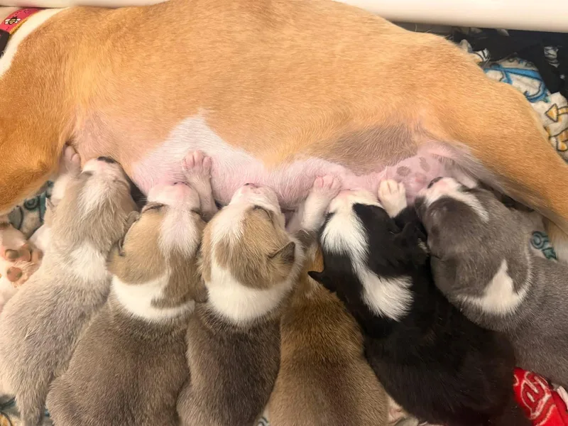 A baby small-sized male White / Cream Beagle dog named Bundles for adoption in Mount Juliet, TN