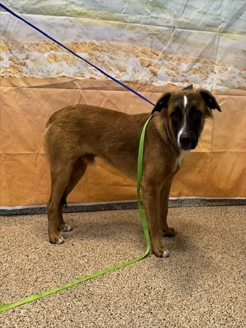 A young medium-sized male Terrier dog named Dexter for adoption in Miami, FL