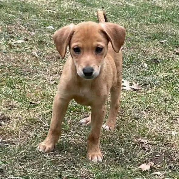 Cujo And Arlo thumbnail 2