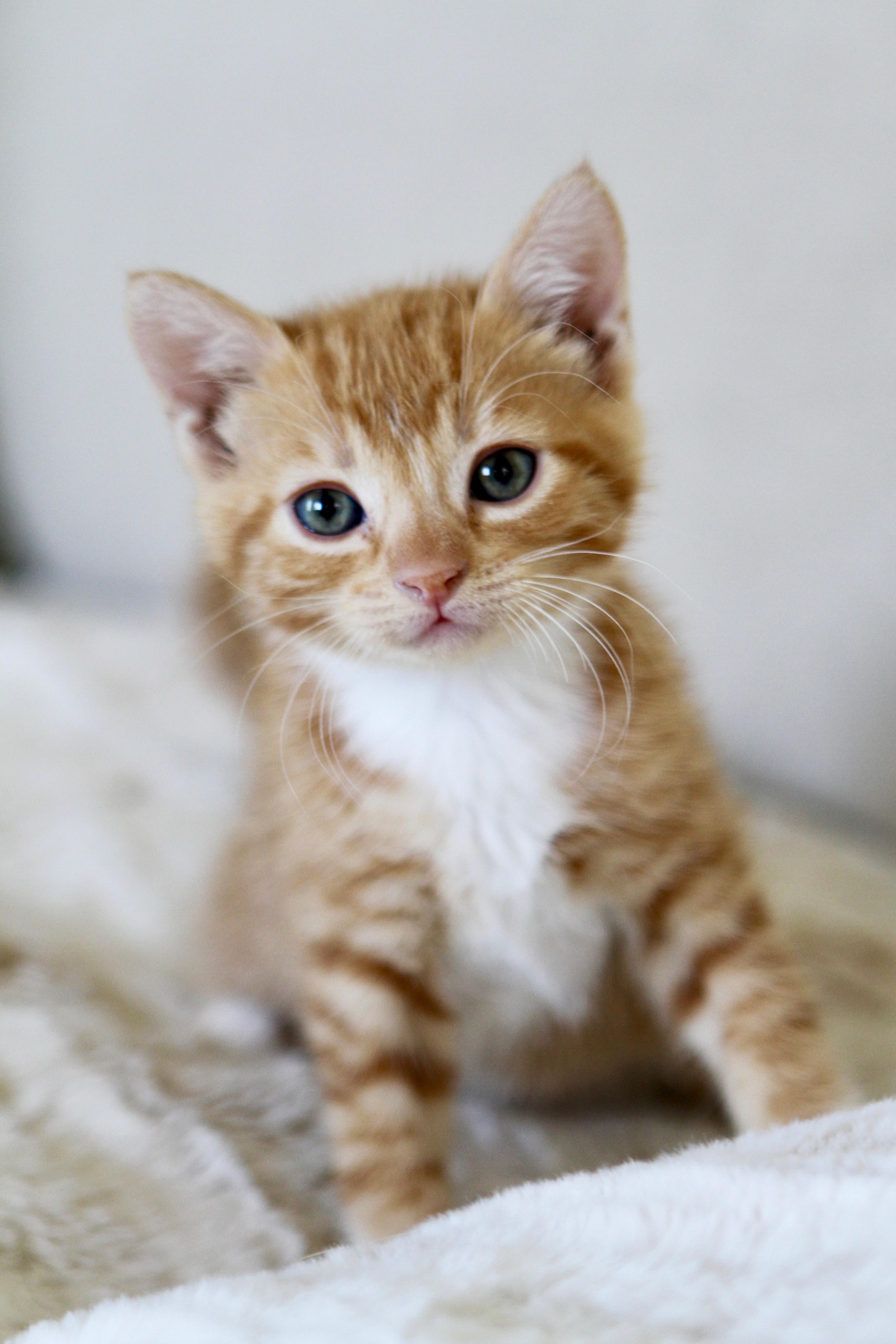 A baby small-sized female Tabby (Orange / Red) Domestic Short Hair cat named Maple for adoption in Mission Viejo, CA
