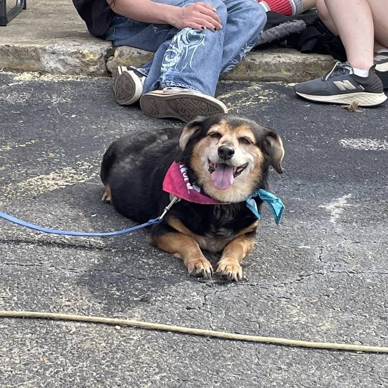 A senior medium-sized female Tricolor (Brown, Black, & White) Dachshund dog named Heidi for adoption in Heber Springs, AR