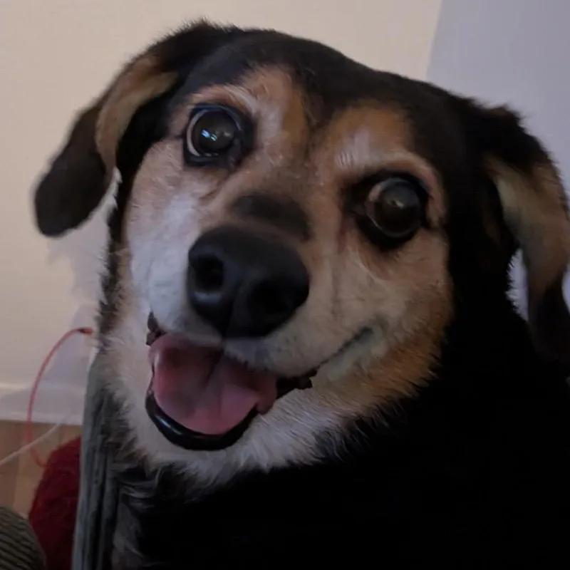 Heidi thumbnail 4