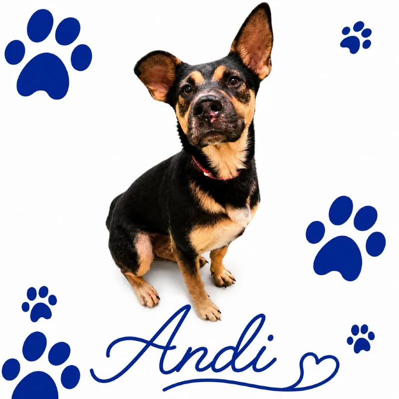 Andi