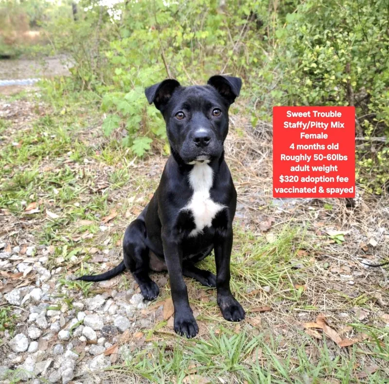 A baby medium-sized female Staffordshire Bull Terrier dog named Sweet Trouble for adoption in Oviedo, FL