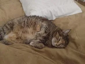 An adult medium-sized female Torbie Domestic Short Hair cat named Princess Tuffy for adoption in Grass Valley, CA